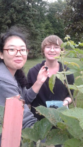 Picking Berries