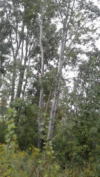 Beautiful Birch Trees